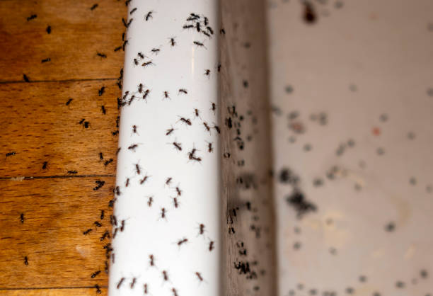Best Pest Inspection Near Me  in Athens, IL