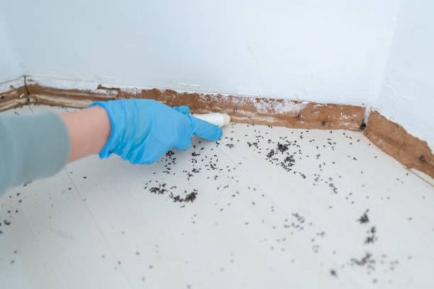 Best Ant Control Services  in Athens, IL